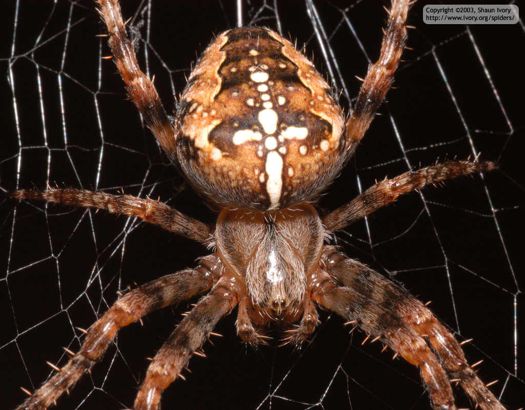 araneus_diadematus-7