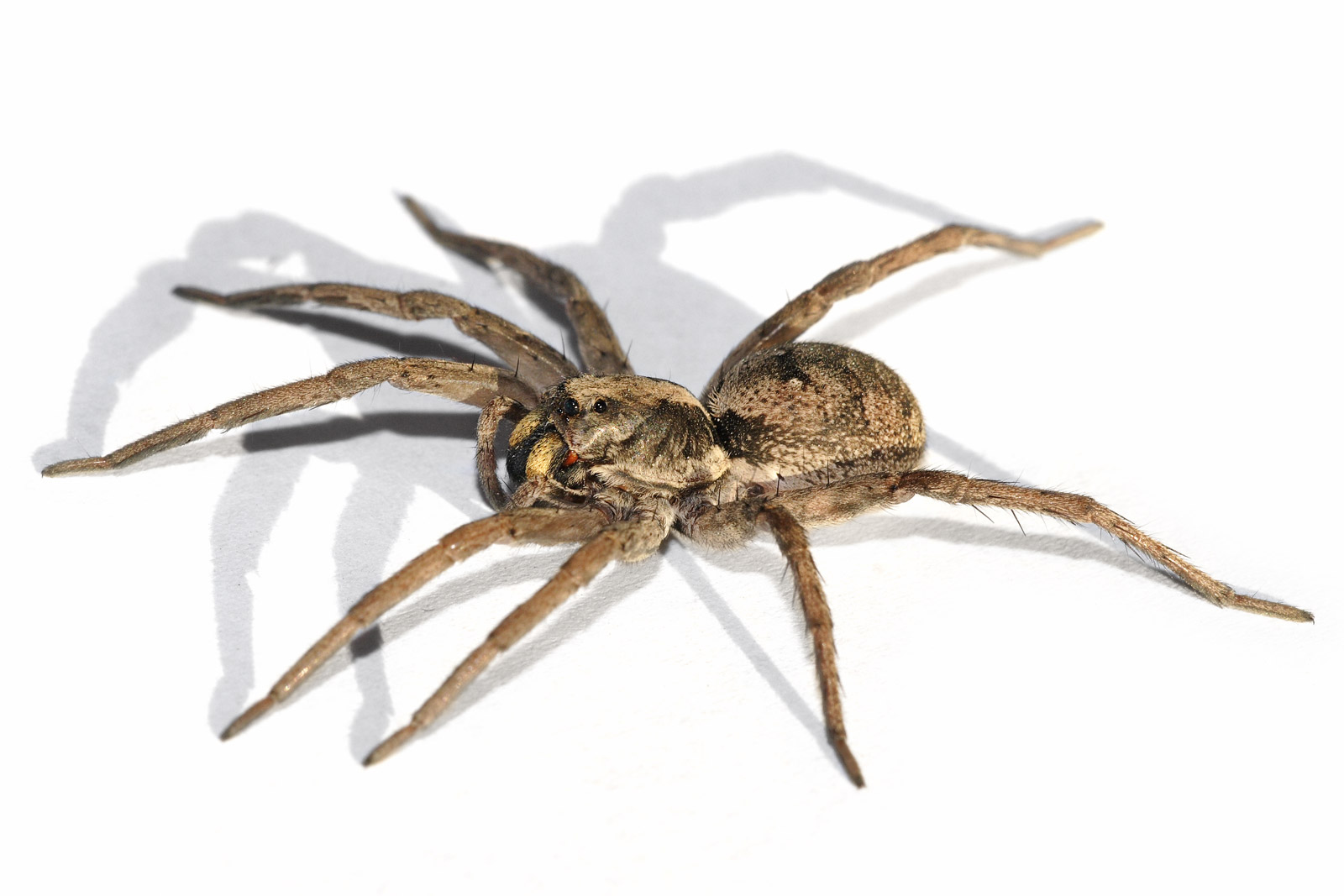 wolf-spider