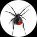 red-back-spider